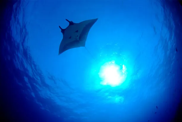 A ray silhouetted against the sun