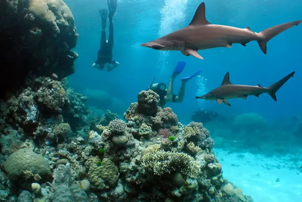 Reef sharks over the coral