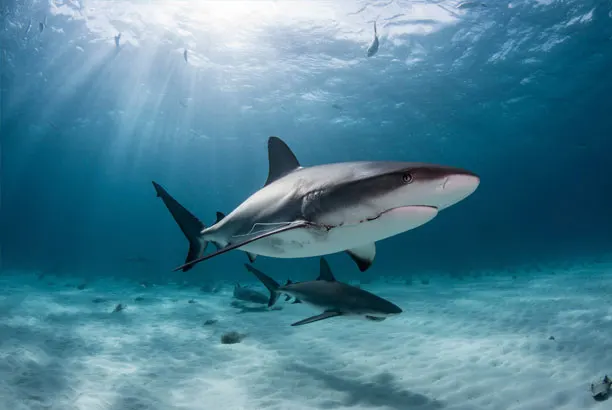 Reef shark over the sandy bottom