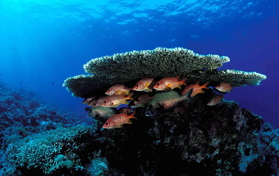 Table coral with soldierfish