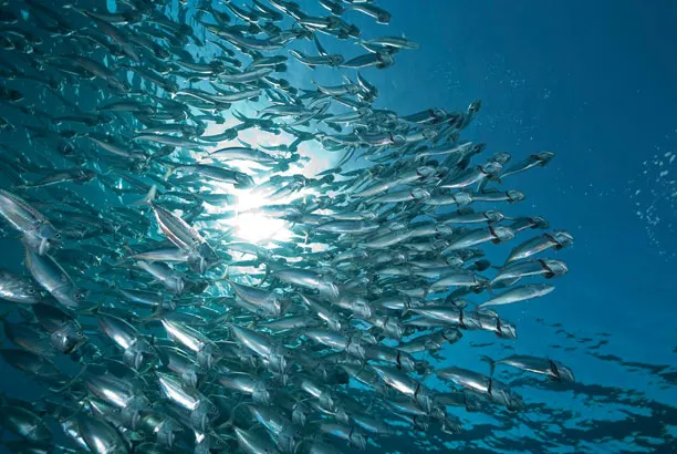 A school of baitfish in the blue