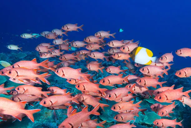 School of soldierfish by the reef