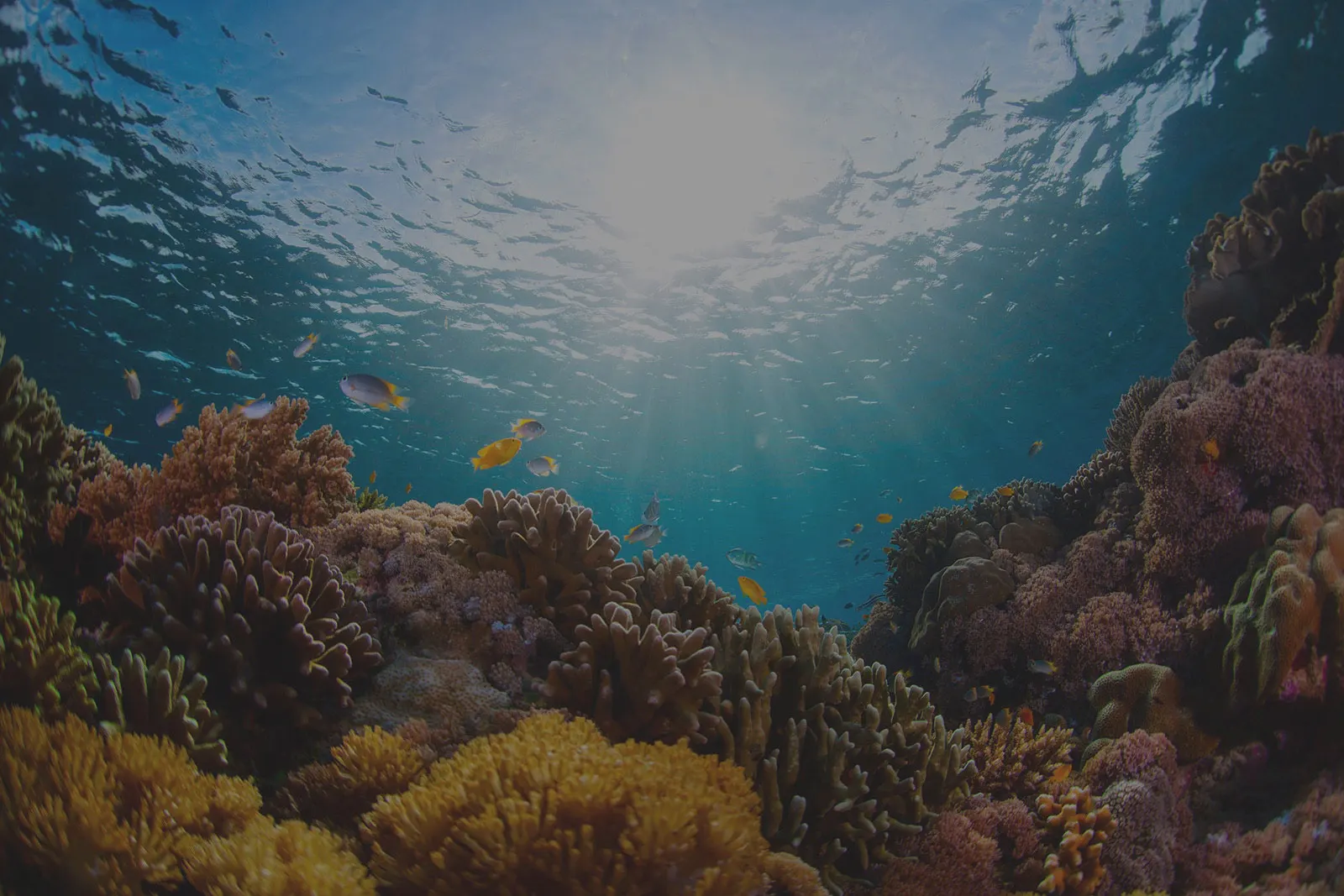 Reef wall dropping into the blue