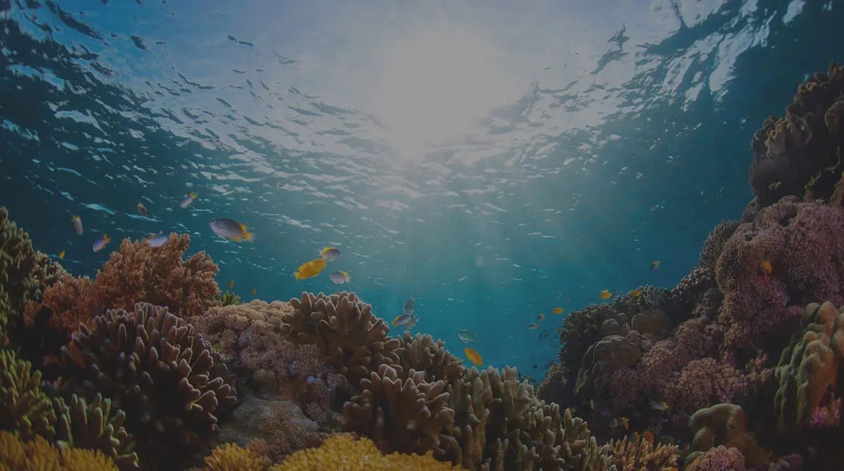 Reef just under the surface