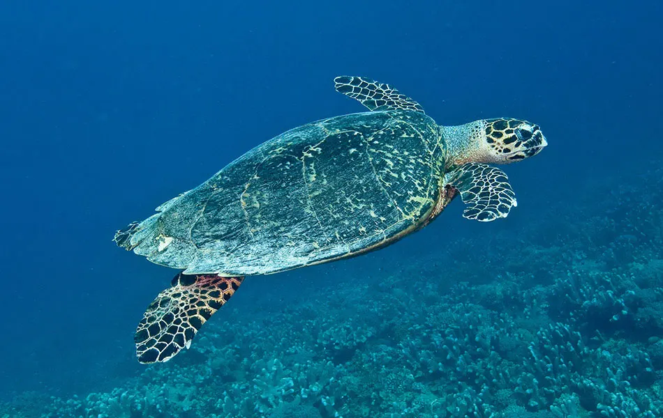 Sea turtle over the reef