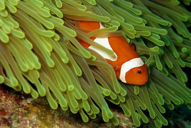 Clownfish in an anemone