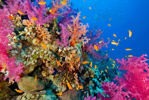 Soft corals and anthias