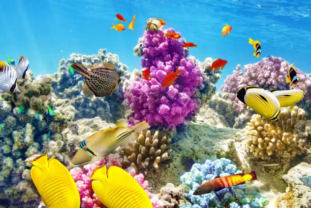 Coral garden with butterflyfish