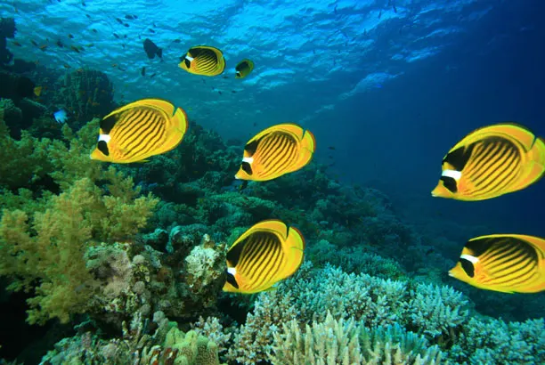 Butterflyfish over the corals