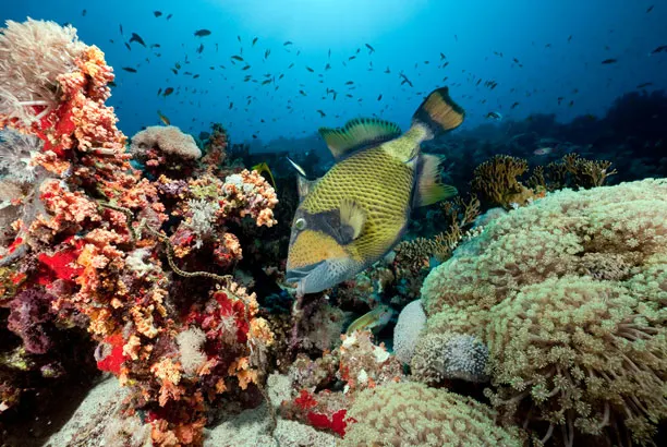 Triggerfish on the reef