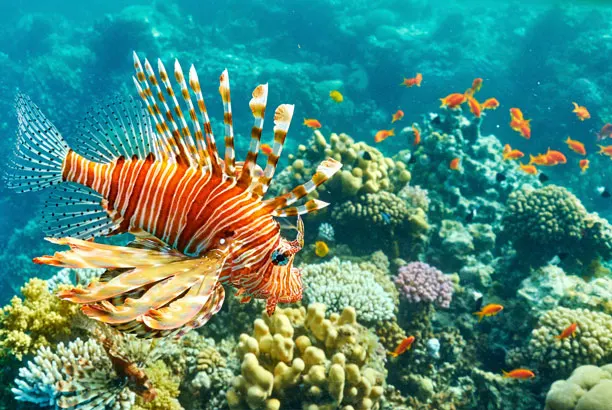 Lionfish over the coral bottom