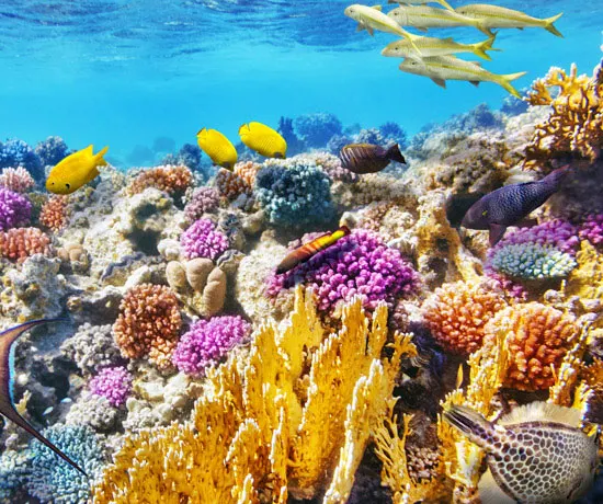 Coral garden with reef fish