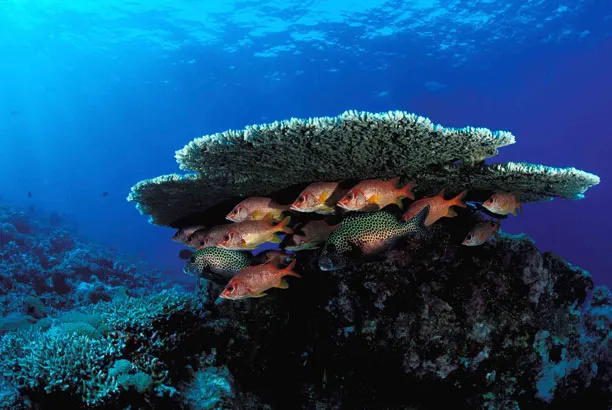 Coral and fish in the shallows