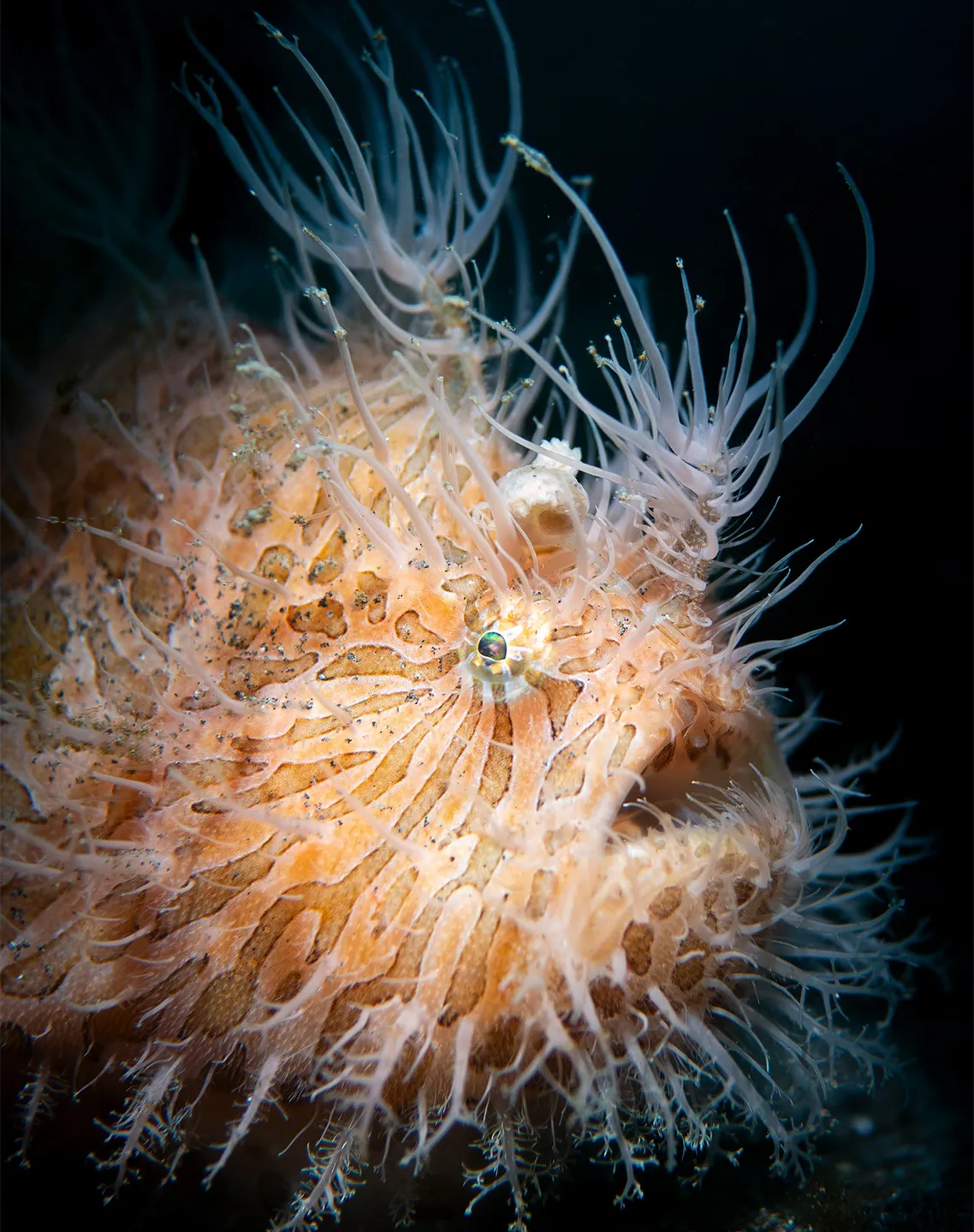 Hairy frogfish — the signature critter of the Lembeh Strait