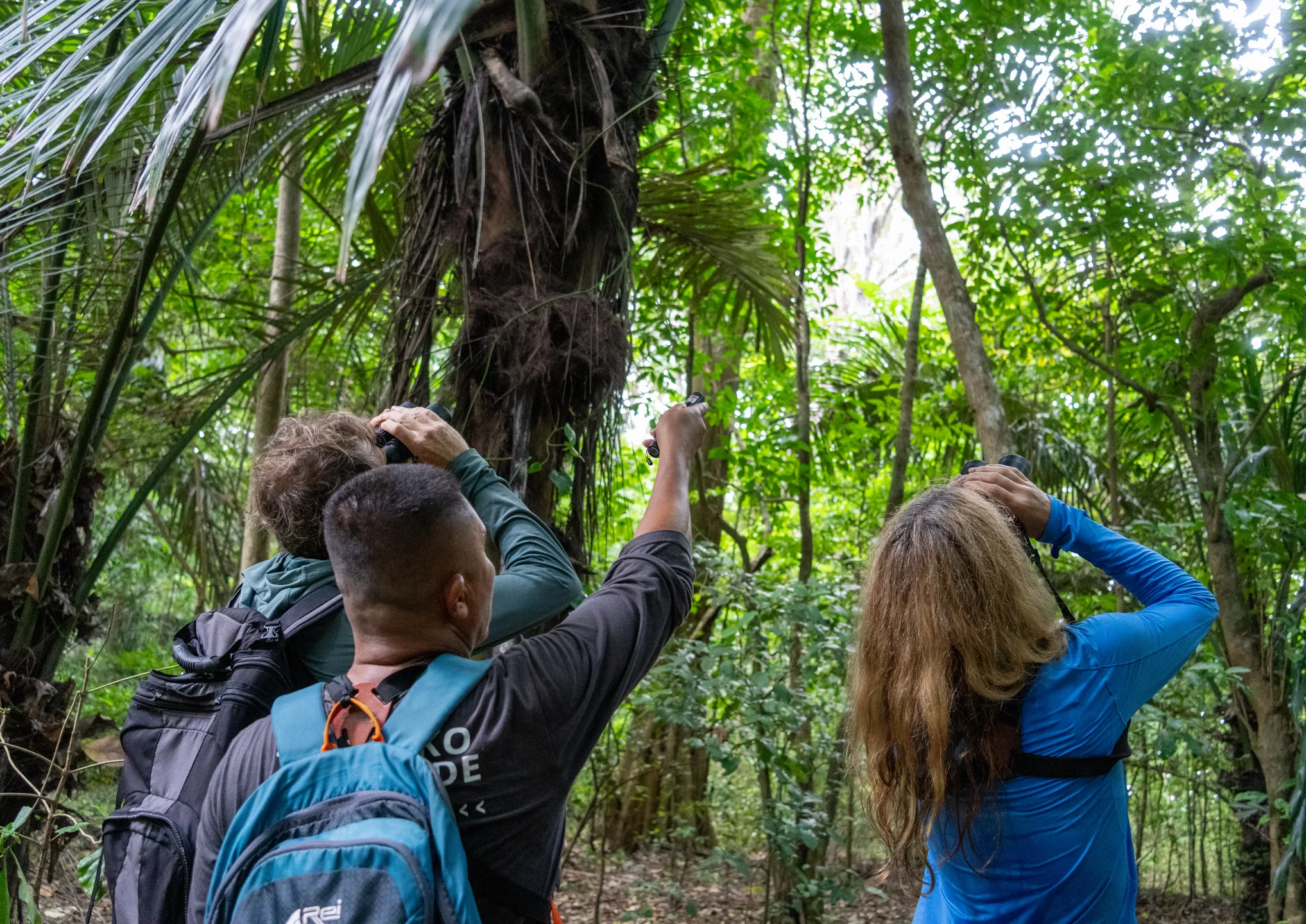 Wildlife watching in the Tangkoko forest