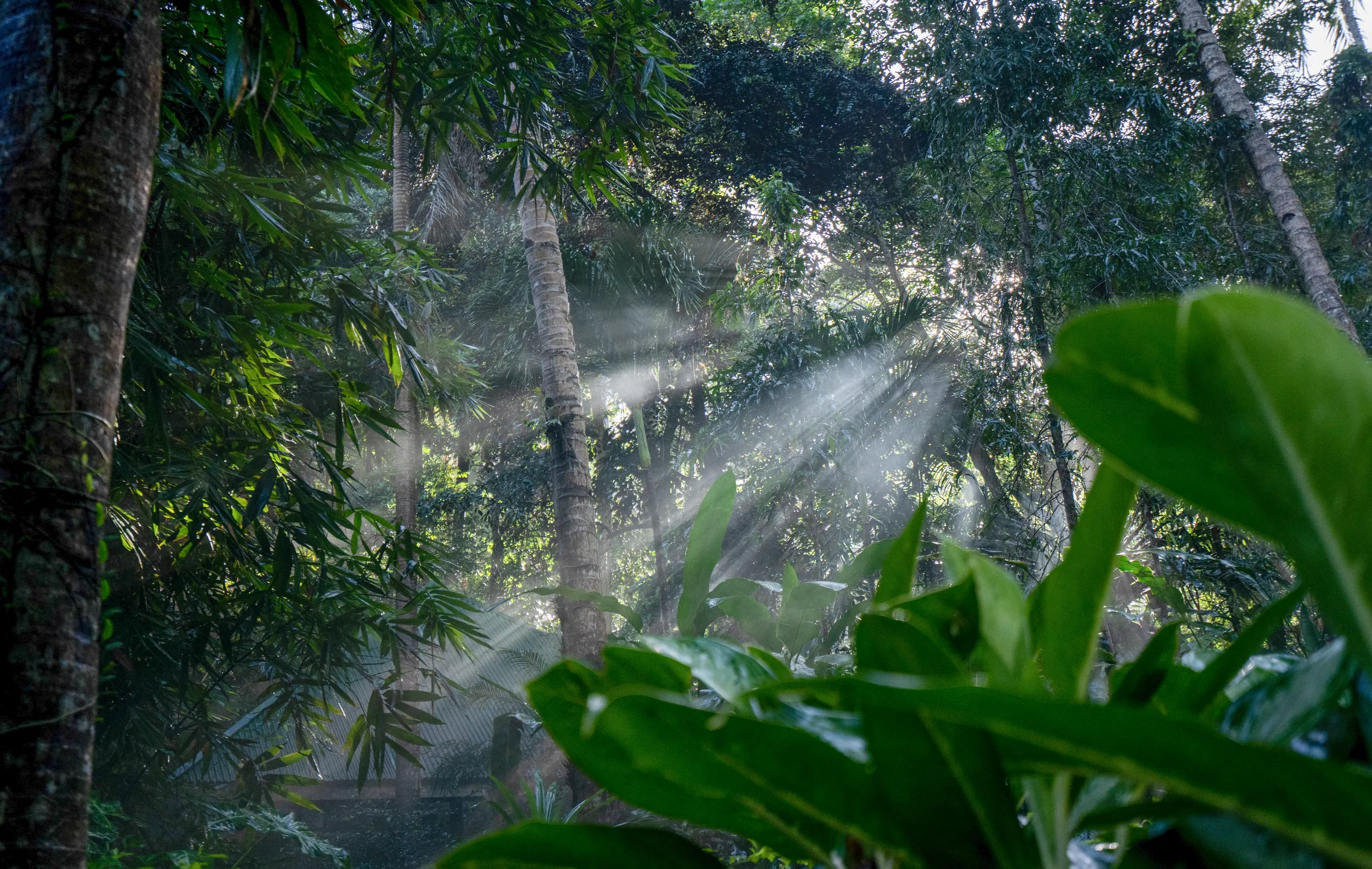 Sunbeams in the jungle on the resort grounds