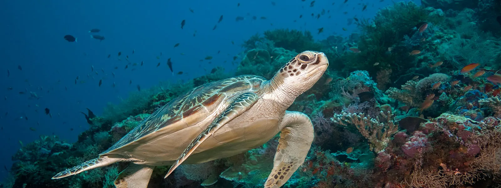 Turtle over the corals