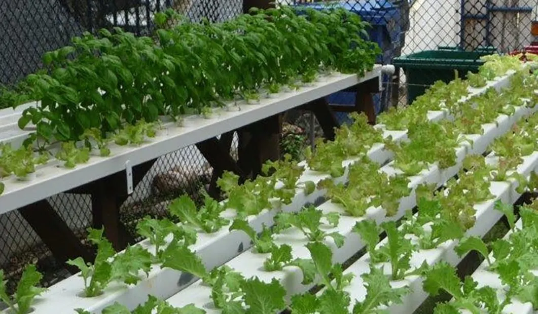 The hydroponic greenhouse