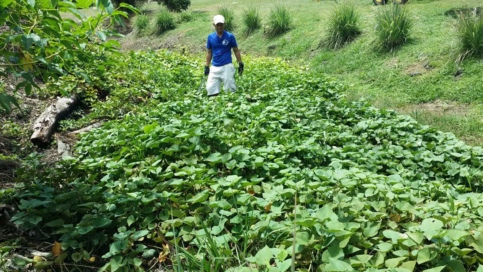 The resort's vegetable garden