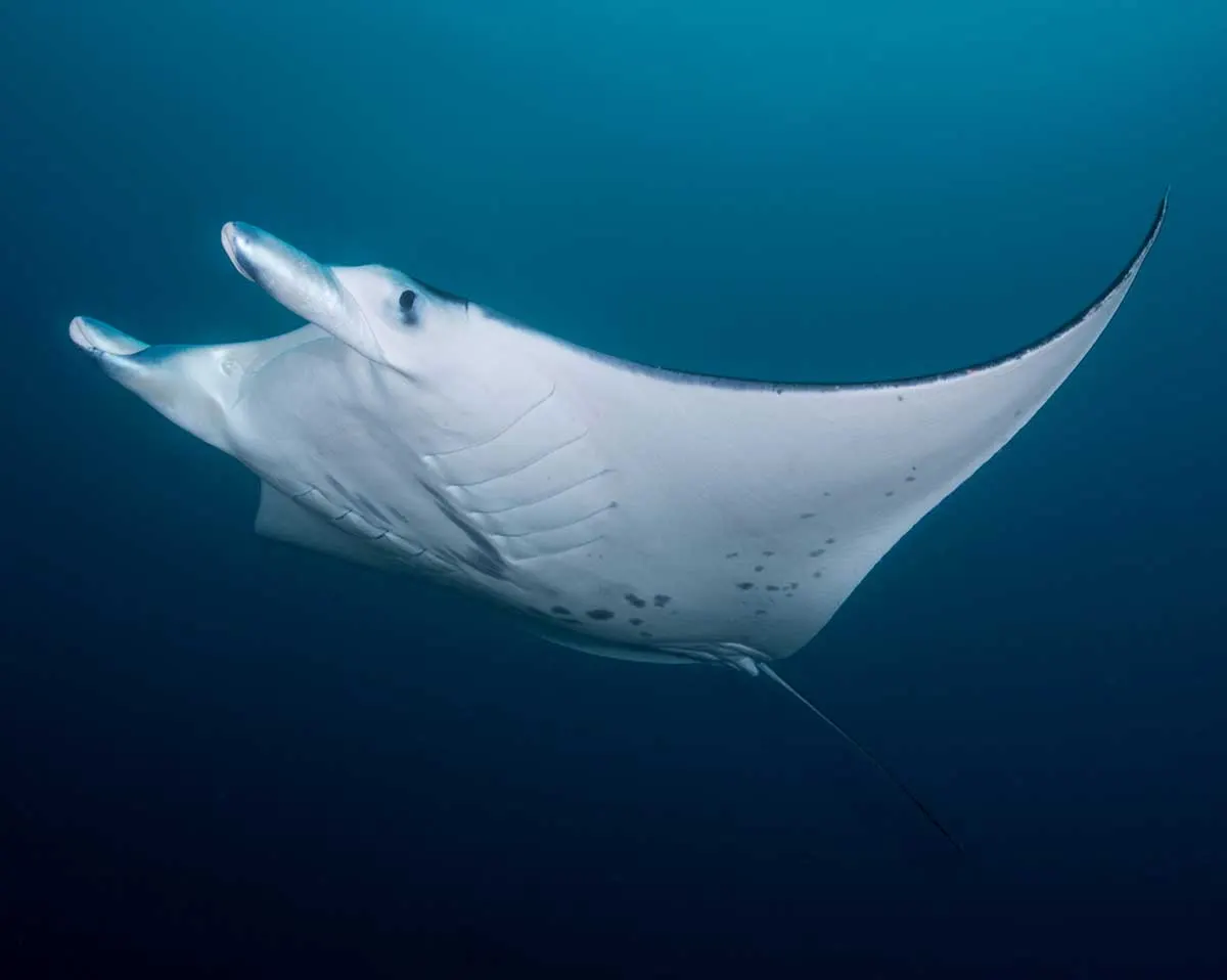 A manta in open water