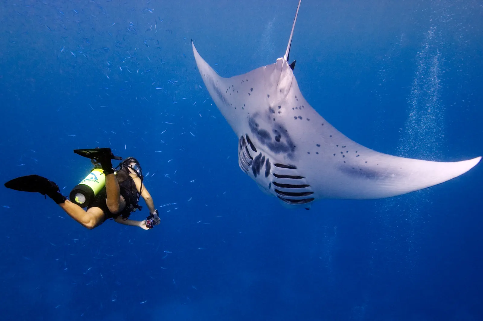 A diver and a manta