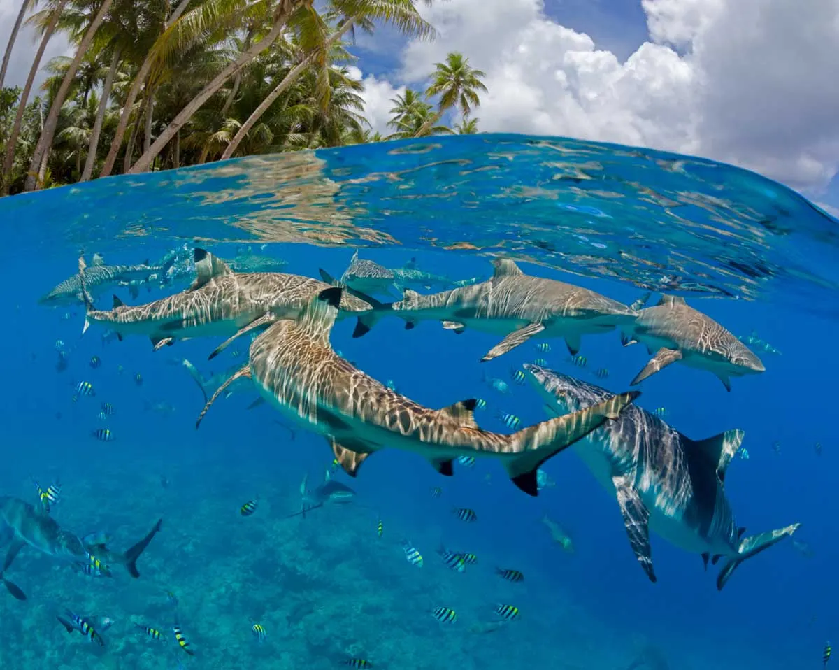 A school of fish over the reef