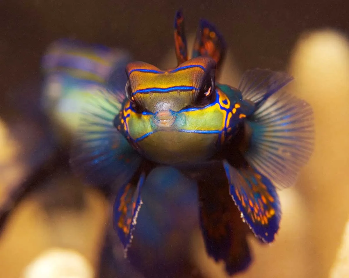 A mandarinfish on coral