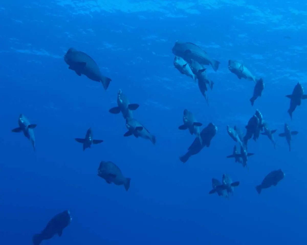 A shoal of fish in blue water