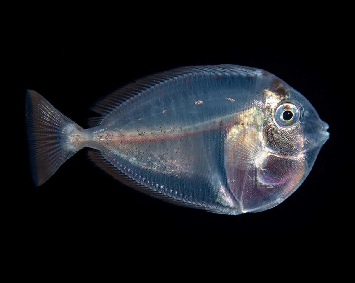 A fish against a black background