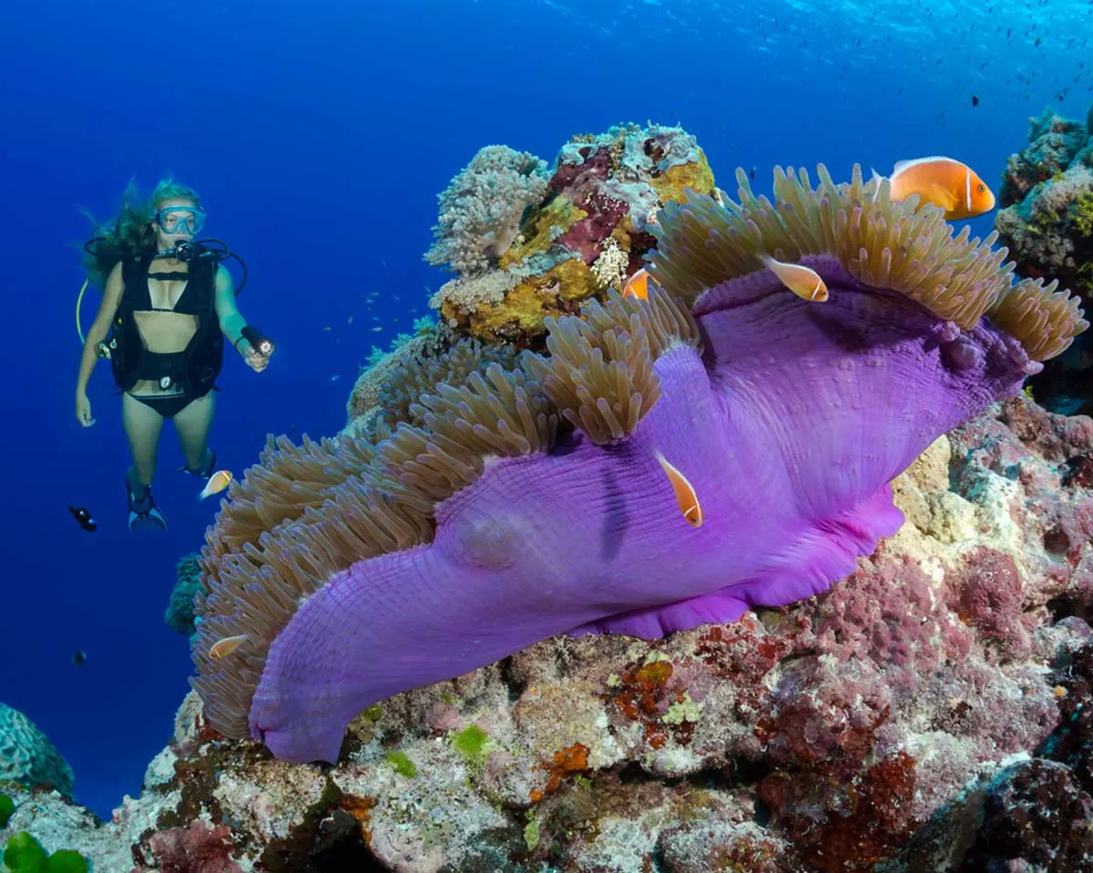 A diver above an anemone with clownfish