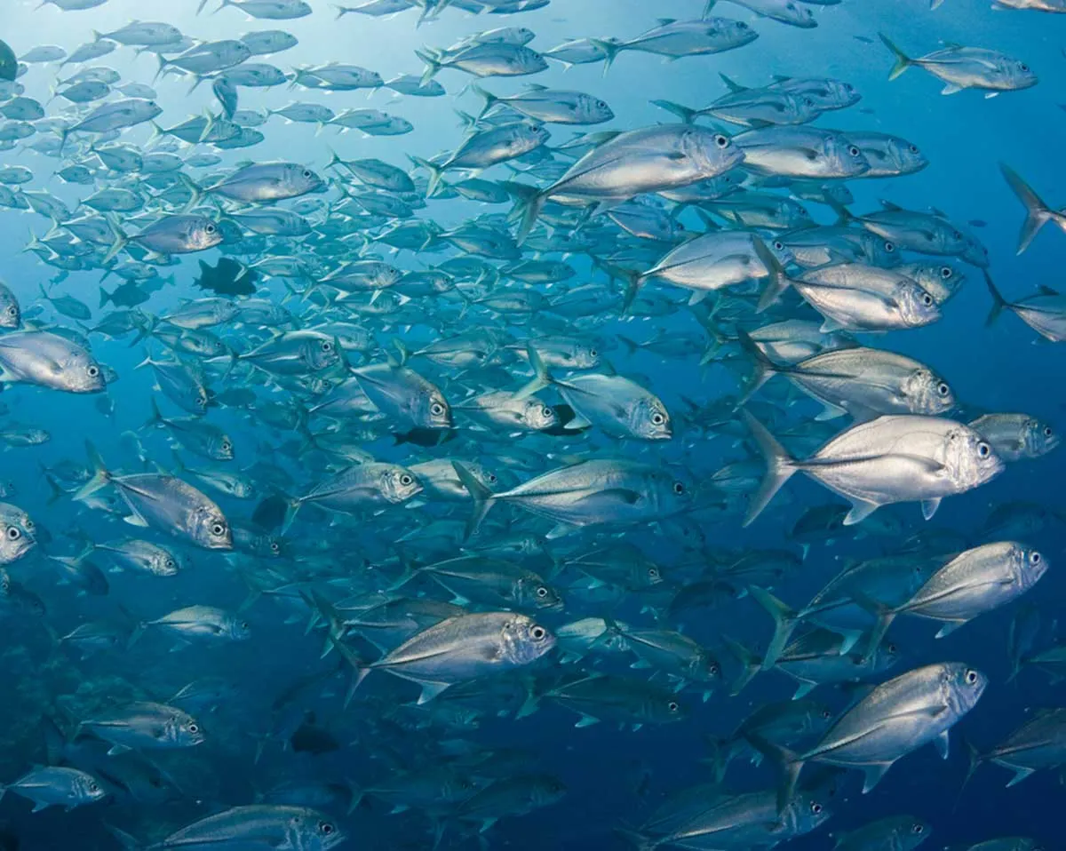 A school of jacks