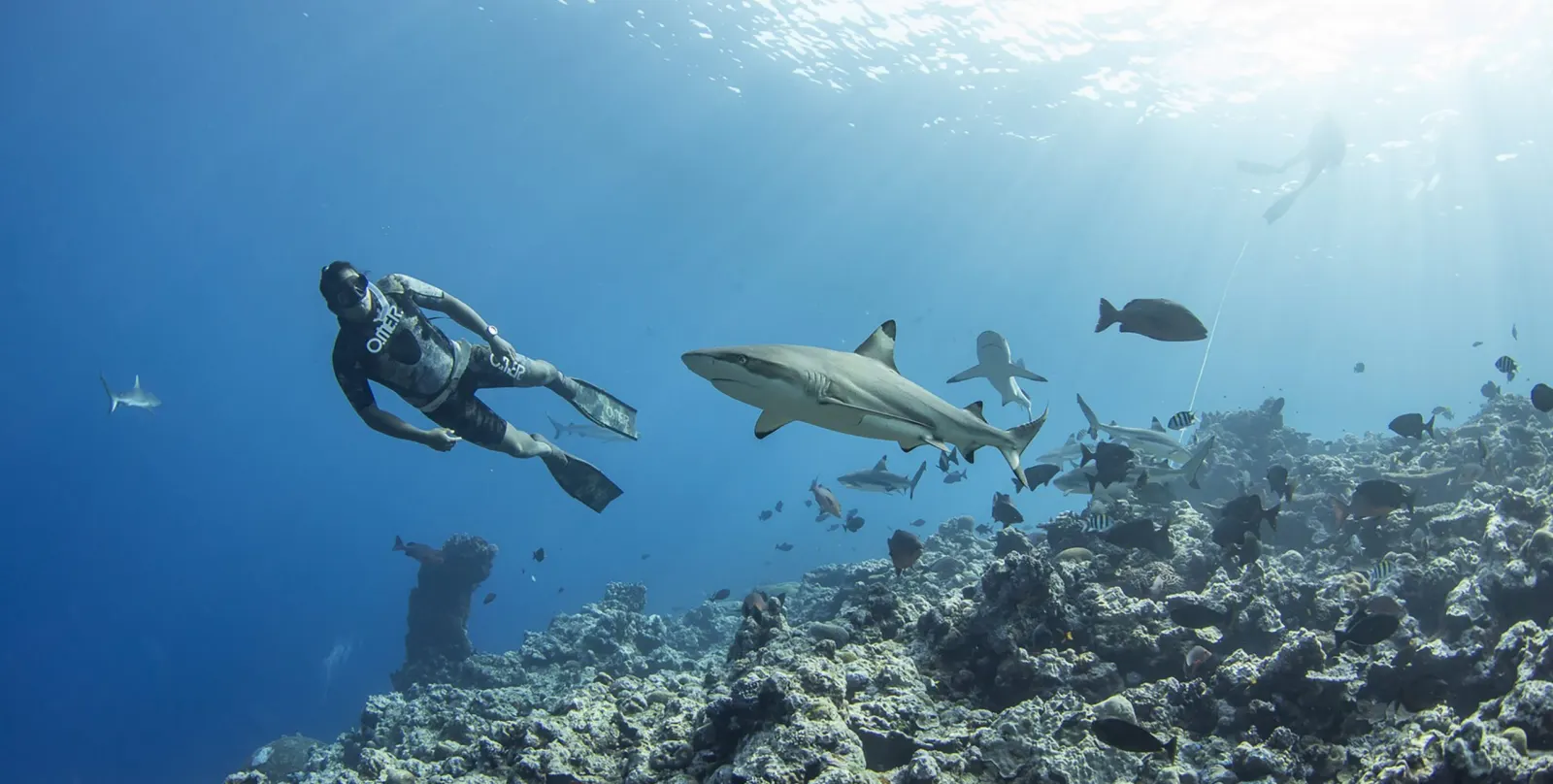 A diver and a reef shark