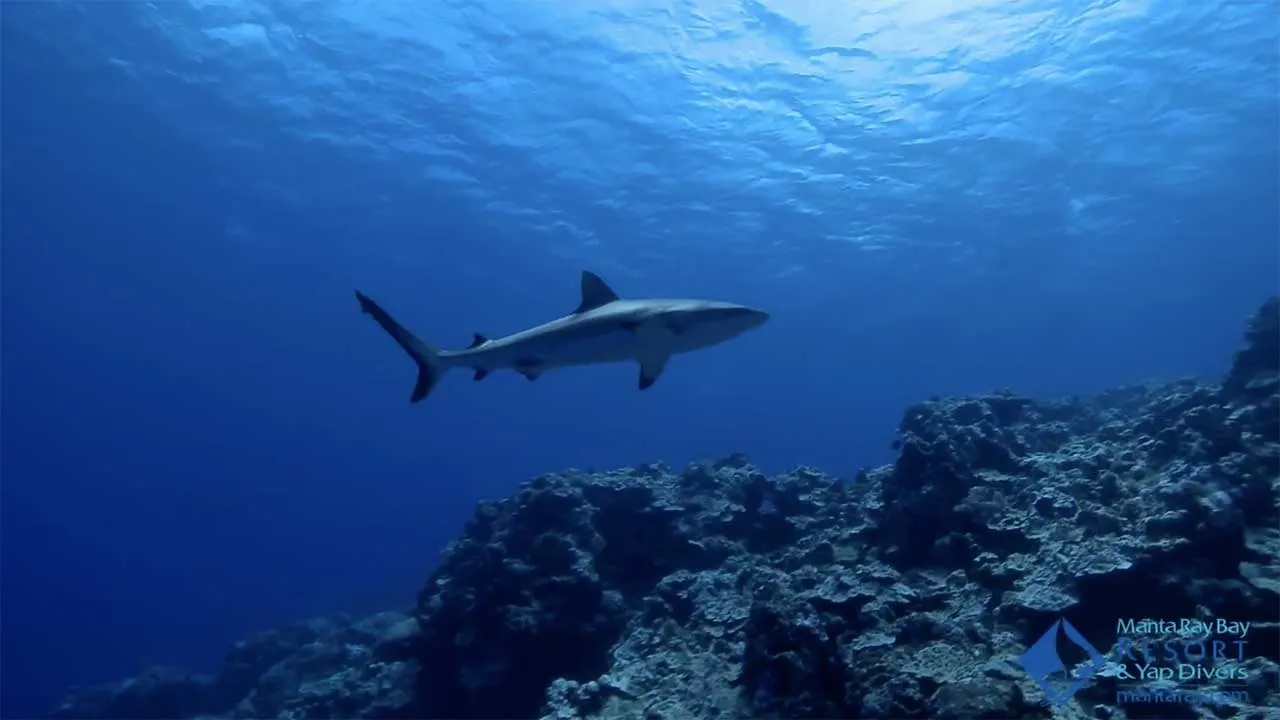 A reef shark over coral