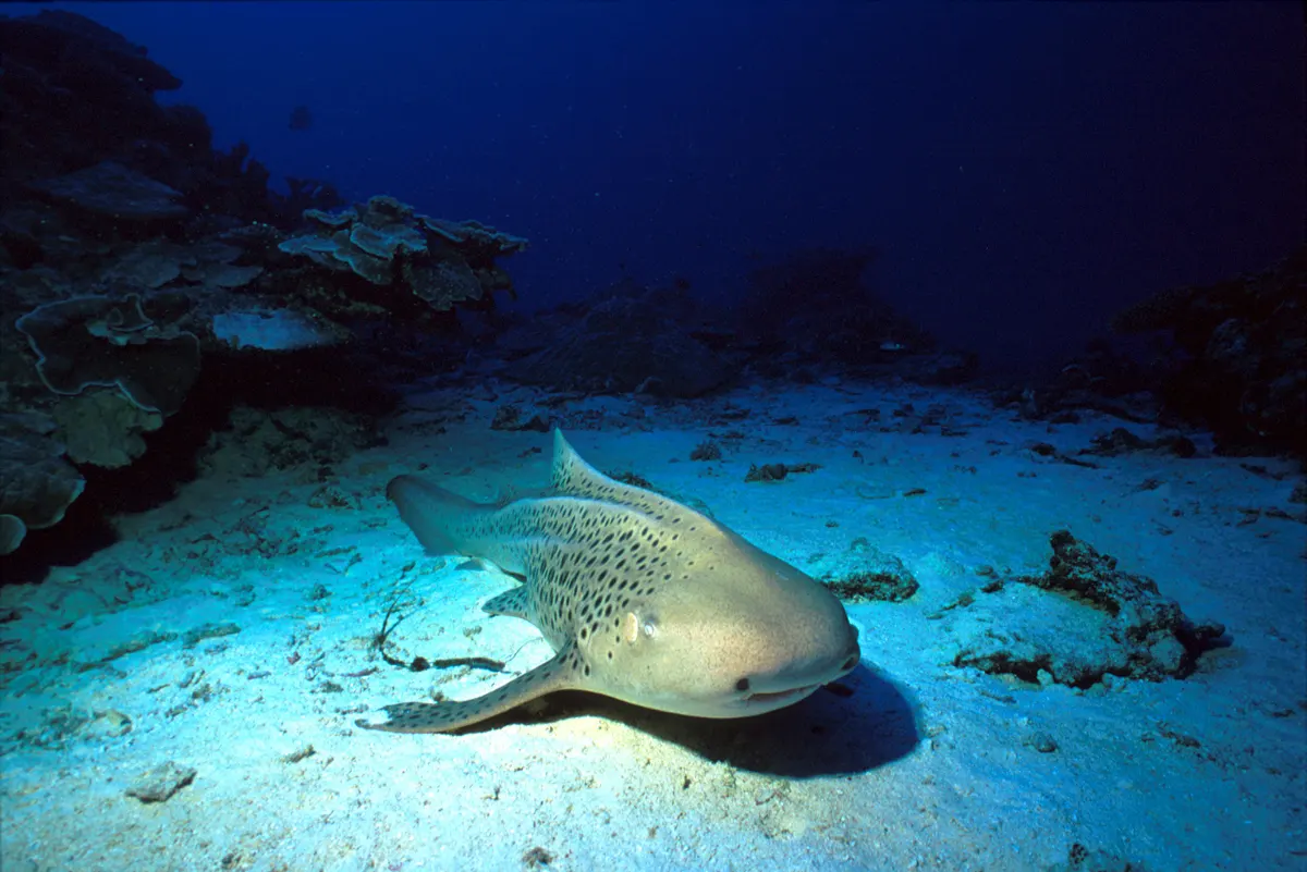 A leopard shark resting on sand