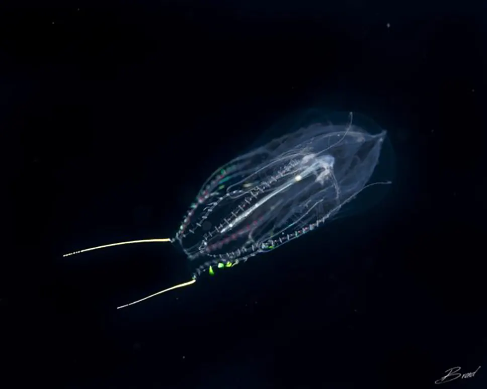 A comb jelly on a blackwater dive