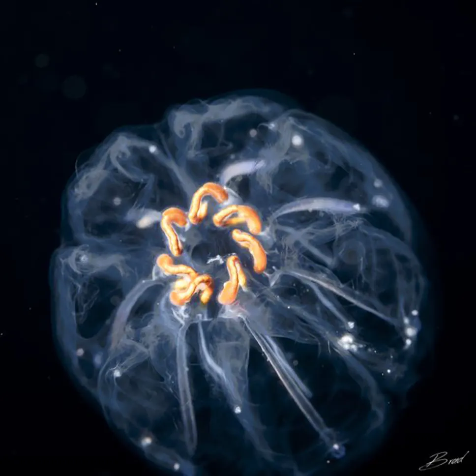 A jellyfish in black water