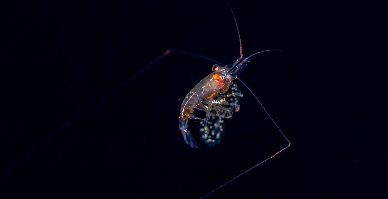 A shrimp on a blackwater dive