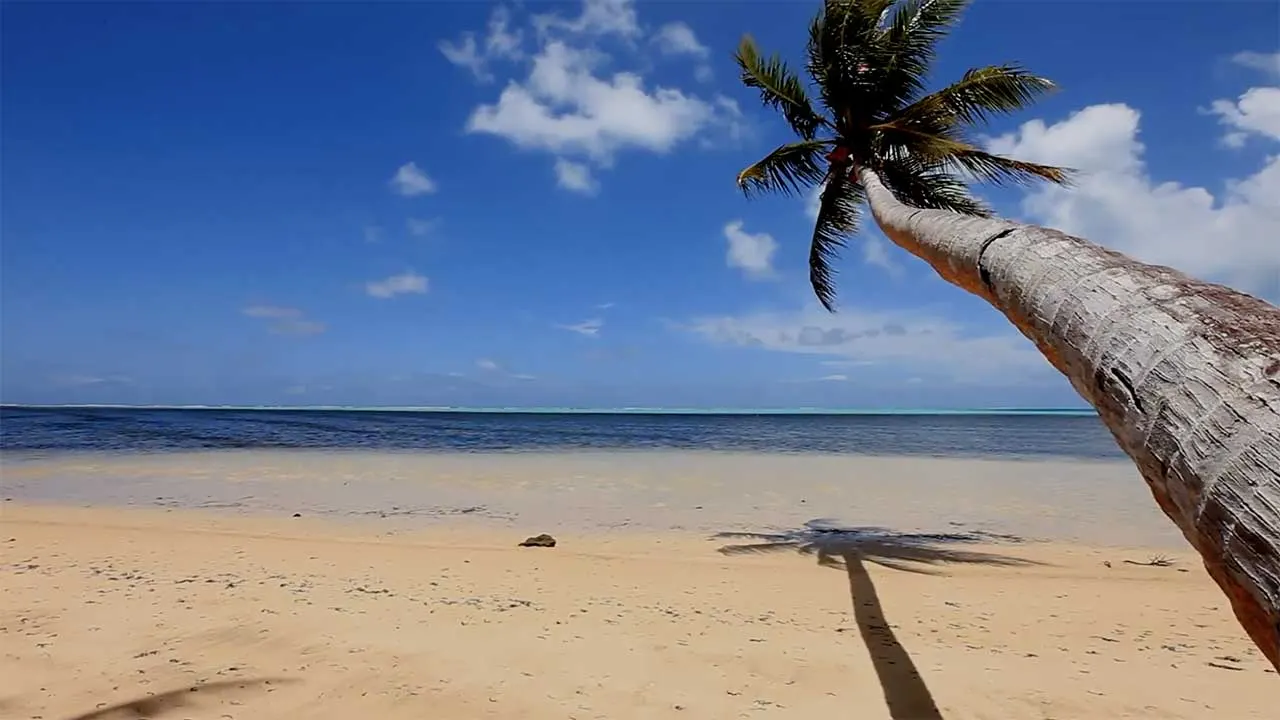 A palm leaning over white sand
