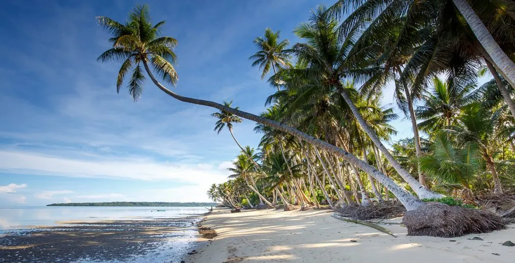 A secluded beach lined with palms