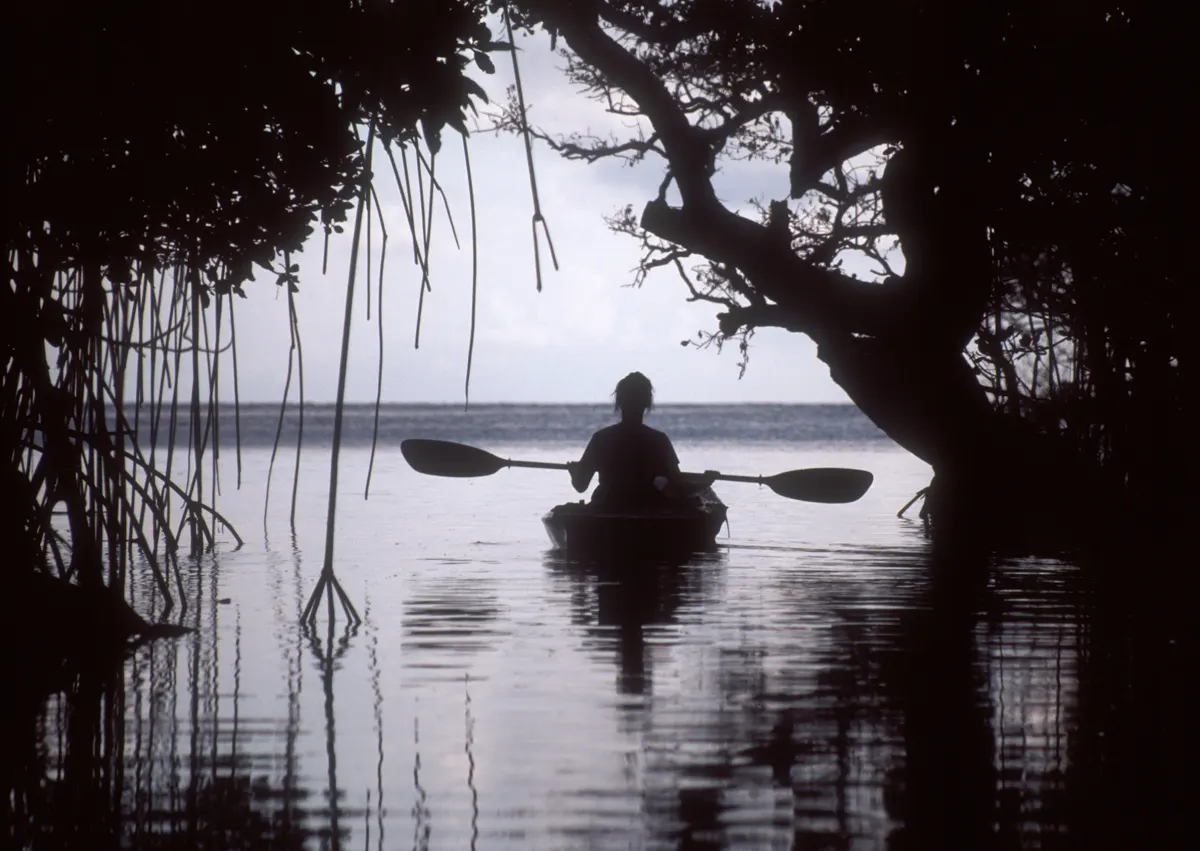 A kayak in the mangrove channels