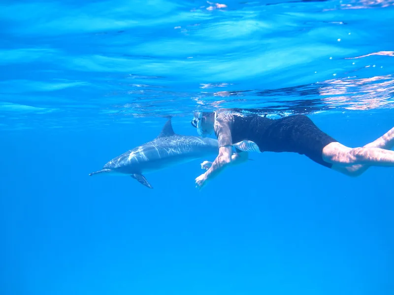 Spinner dolphin at Shaab Samadai