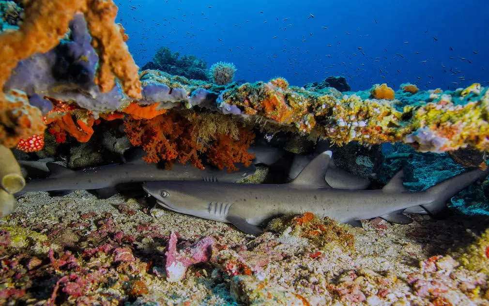 White tip reef sharks