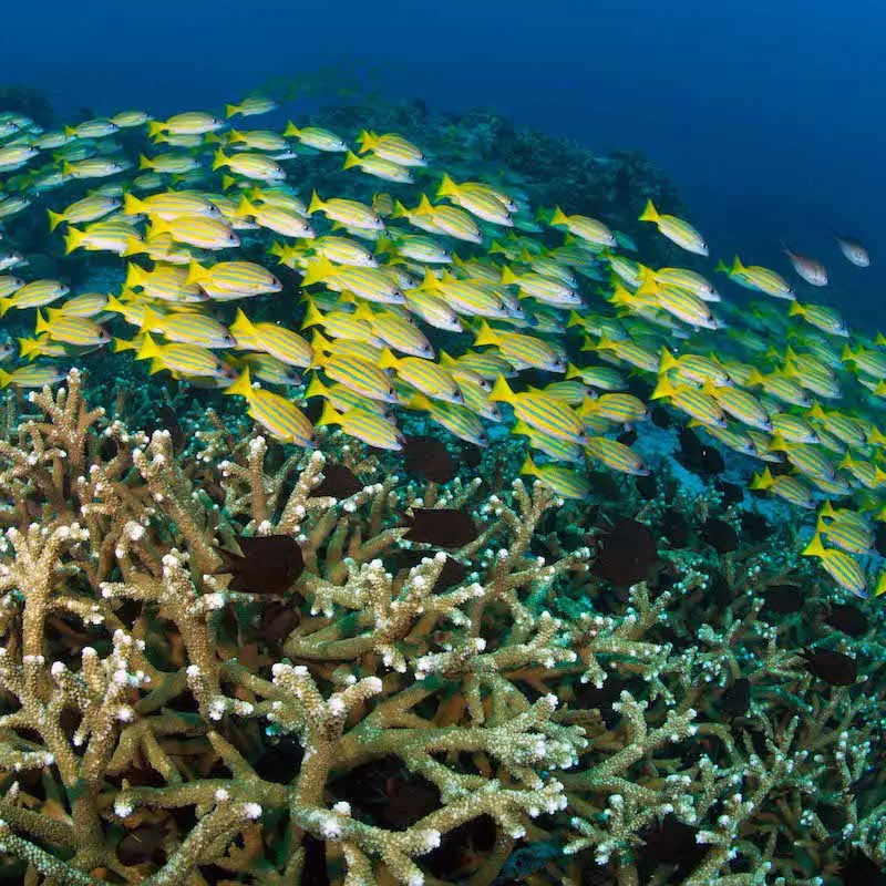 A school of snappers over the reef