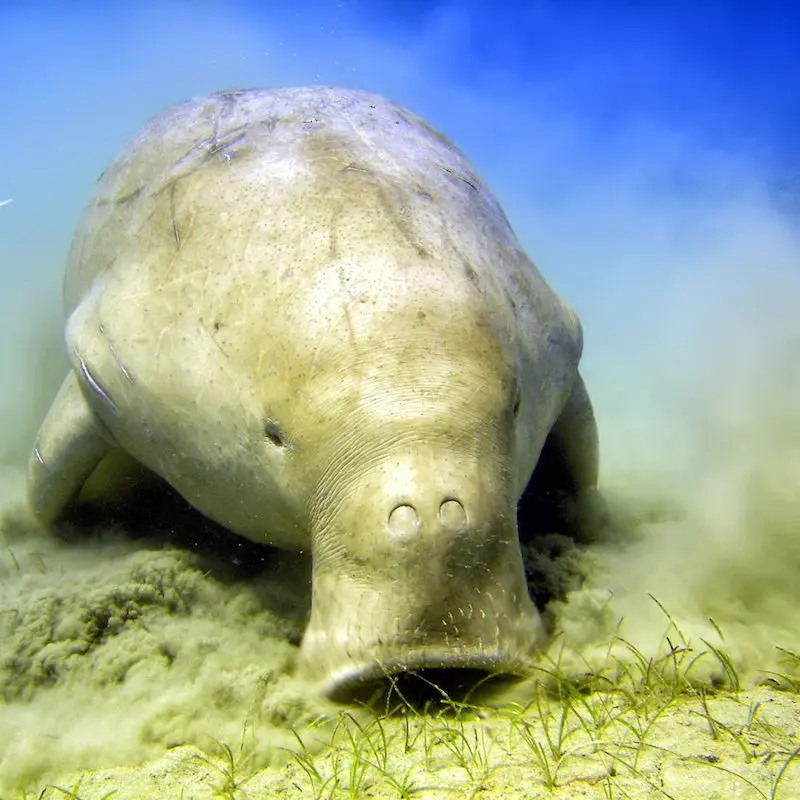 Dugong on the sandy bottom