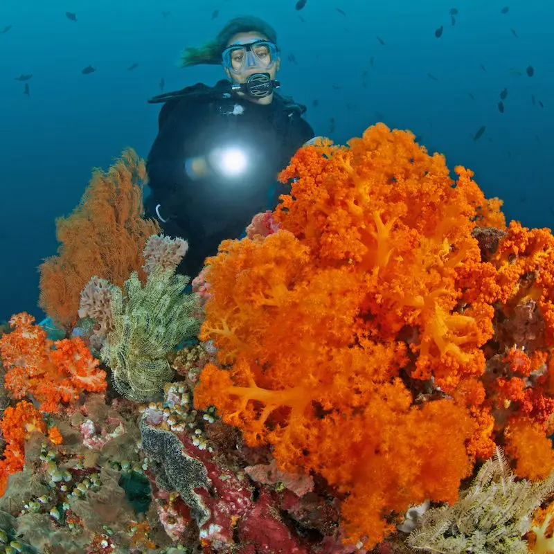 Diver by orange soft corals