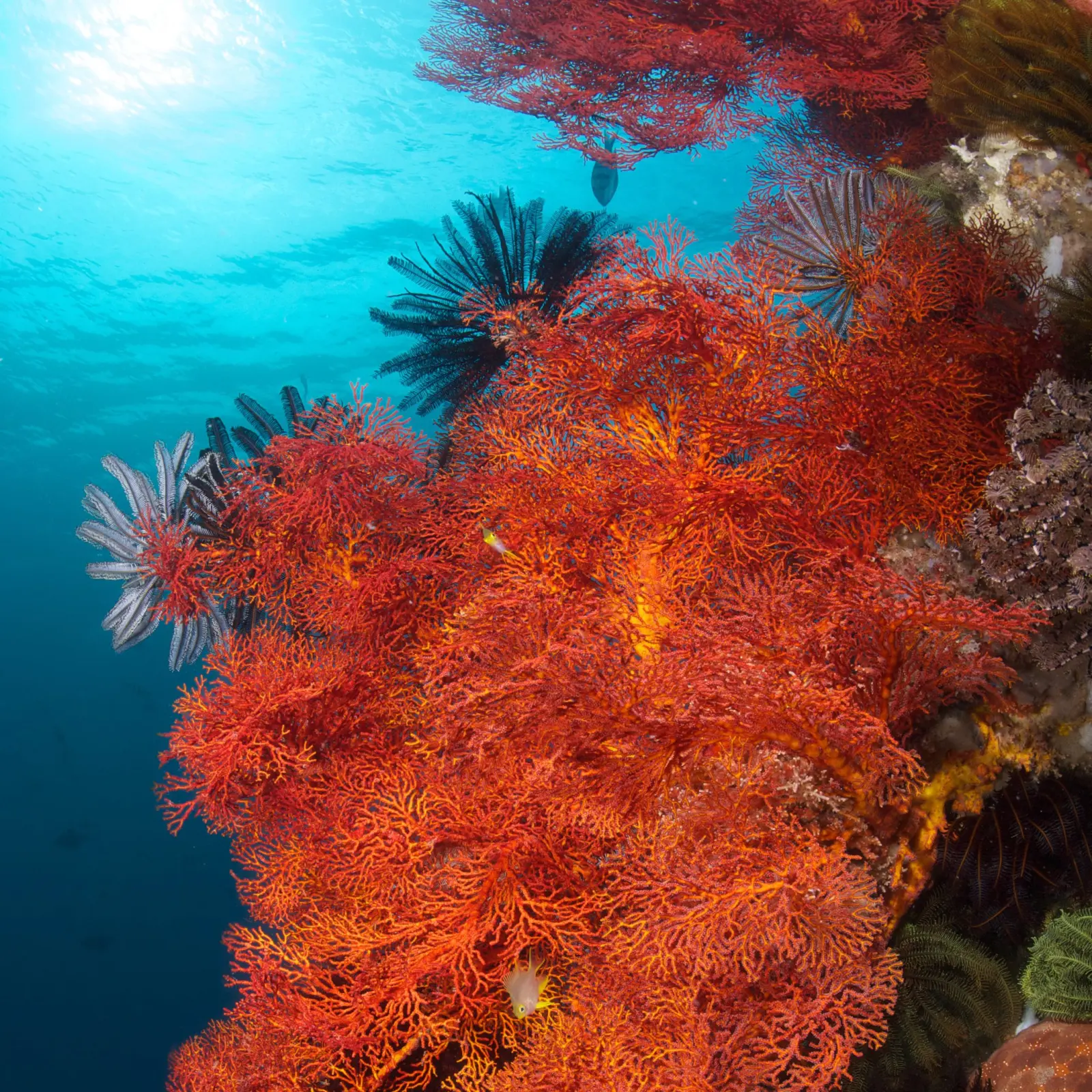 Red gorgonian