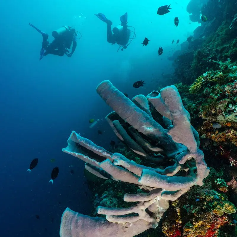 Divers among barrel sponges