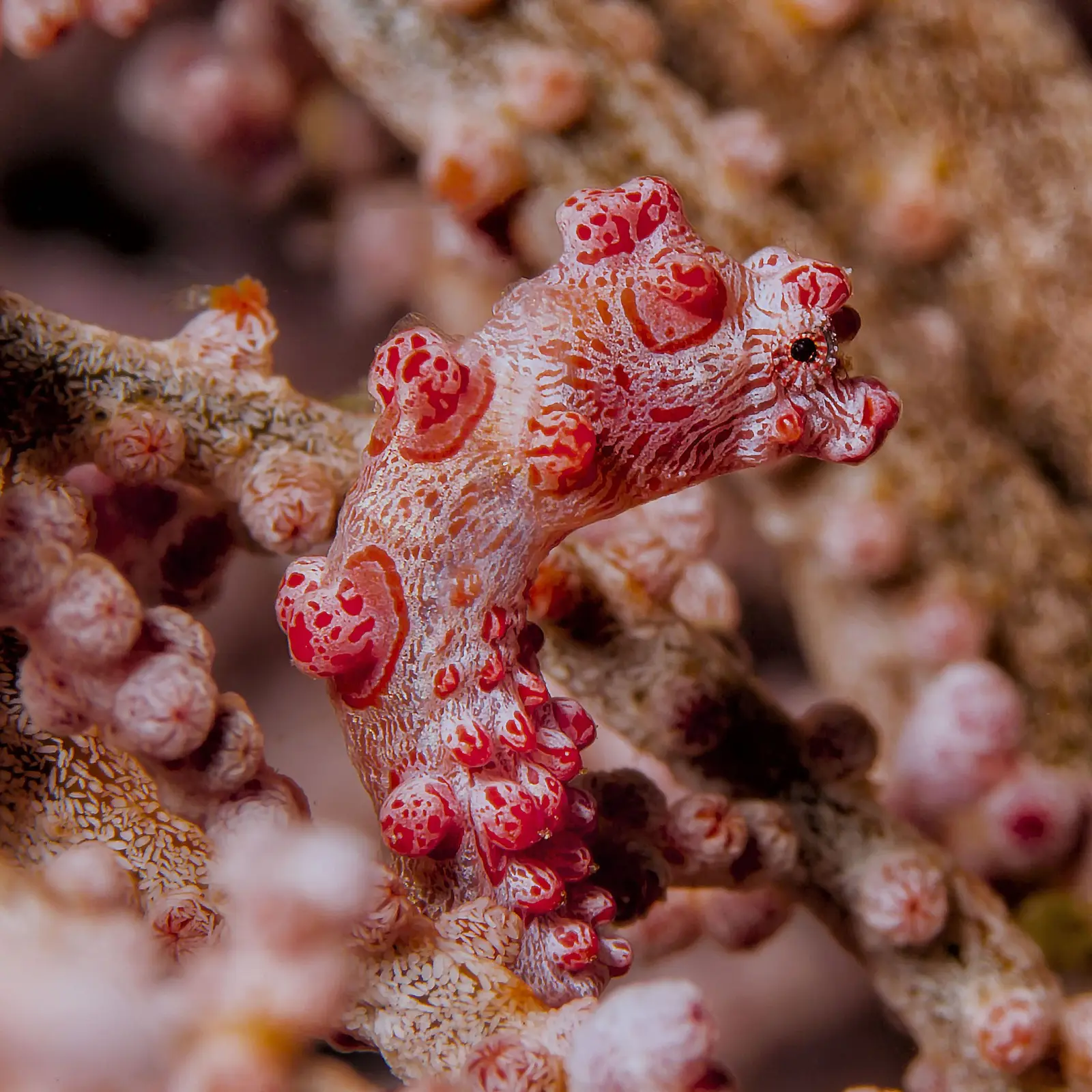 Bargibanti pygmy seahorse