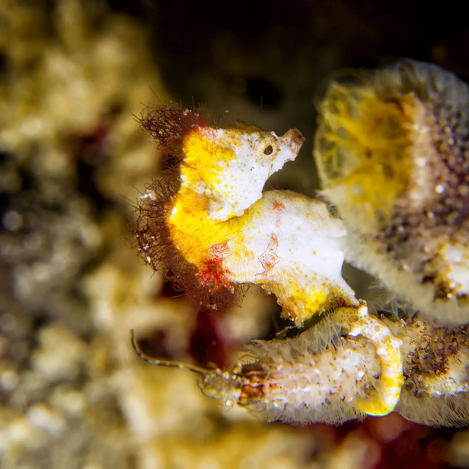 Pontohi pygmy seahorse