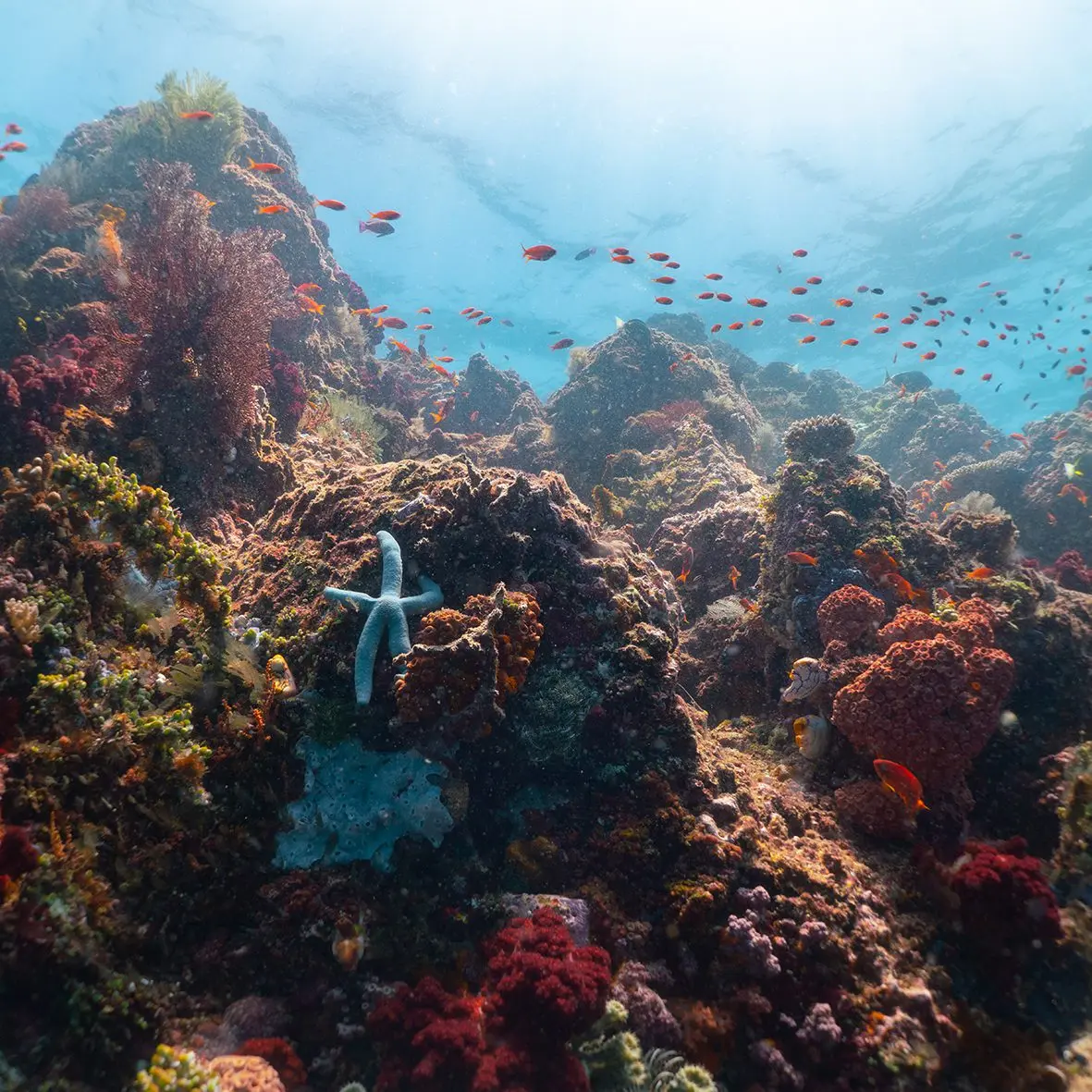 The Bangka reef close up